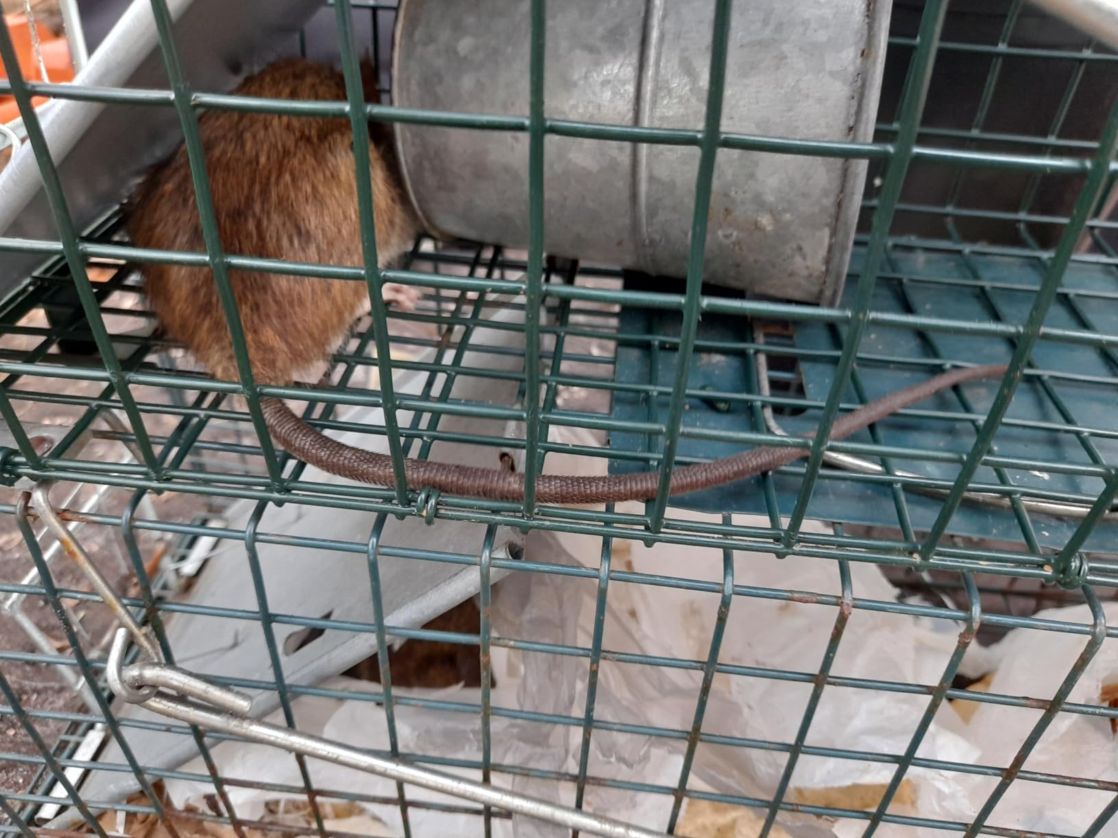 Rugged Ranch Ratinator Large Dual Door Live Rat & Mouse Trap Metal Cage customer photo 1