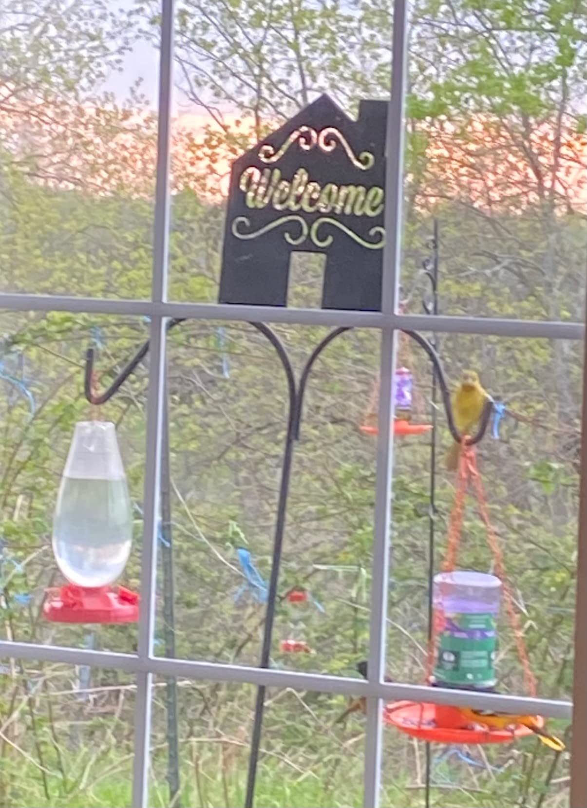 Perky-Pet Wild Oriole Jelly Bird Feeder, 32oz Capacity customer photo 2