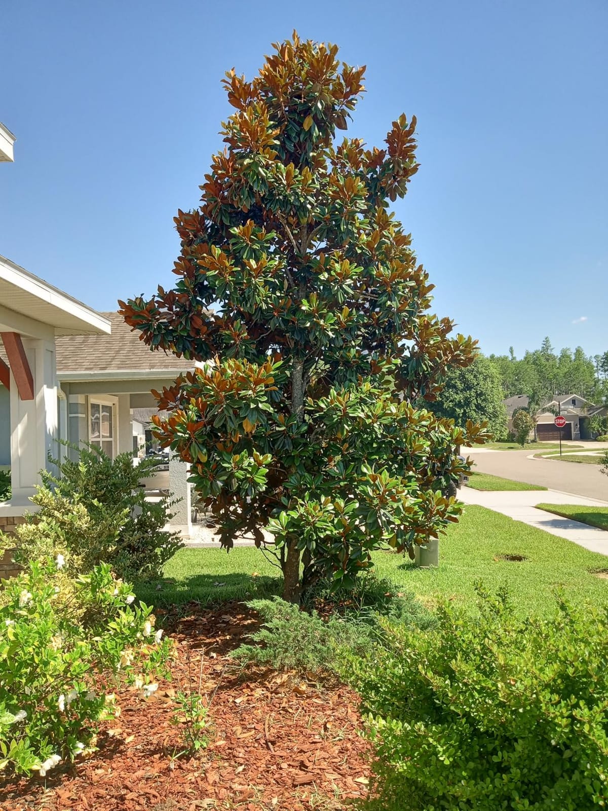 BLACK+DECKER Leaf Blower Leaf Vacuum and Leaf Mulcher 3-in-1, Electric Blowers for Lawn Care, 12 Amp, 250 MPH, 400 CFM (BV6000) customer photo 2
