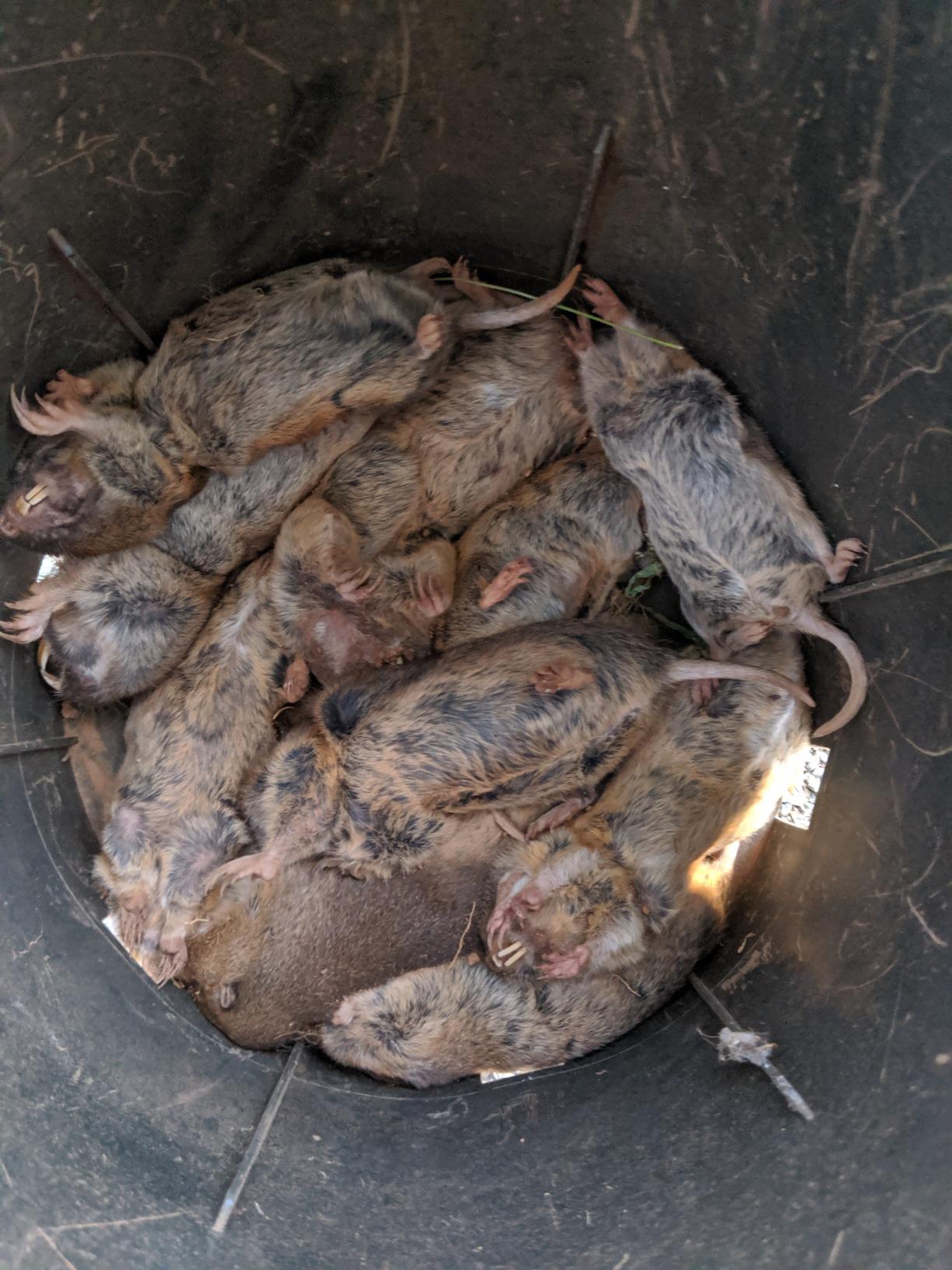 Cinch Gopher Trap Kit - Professional-Grade Gopher Traps That Work Best, Heavy Duty, Reusable Rodent Trapping System - Ideal for Lawns, Gardens, Ranches, and More - Outdoor Use, Small (3 Pack) customer photo 2