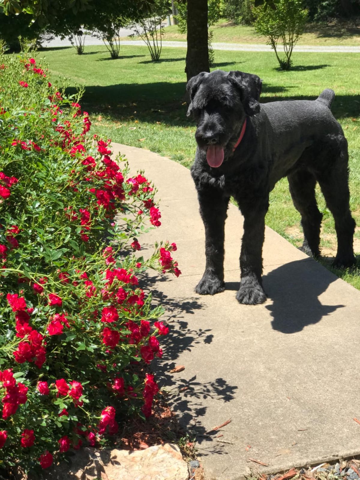 PetSafe Basic In-Ground Fence, Up to 1/3 Acre customer photo 2