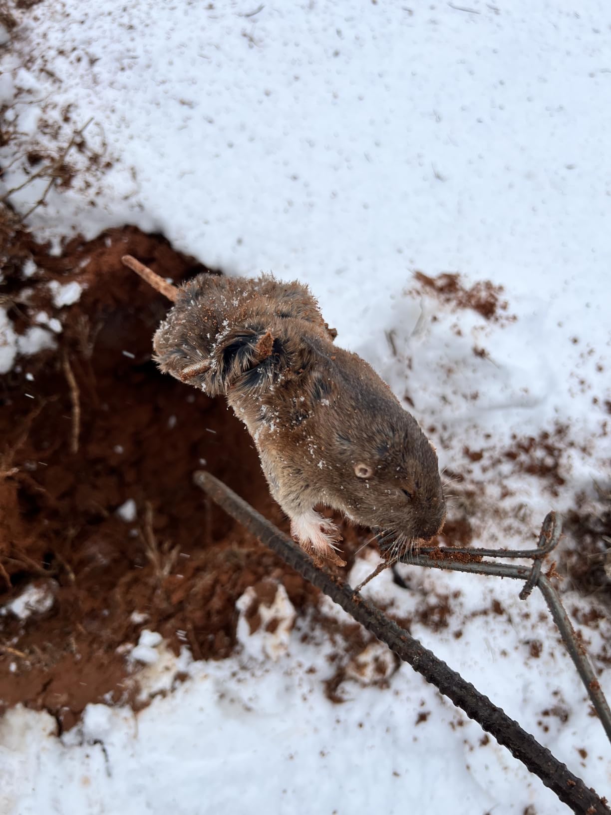 Six Pack of DK-1 Gopher Traps. Pocket Gopher Traps customer photo 1