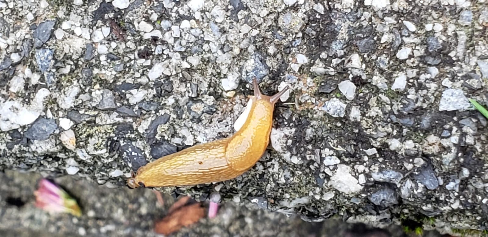 Ortho Bug-Geta Snail & Slug Killer2, 6 lbs. customer photo 1