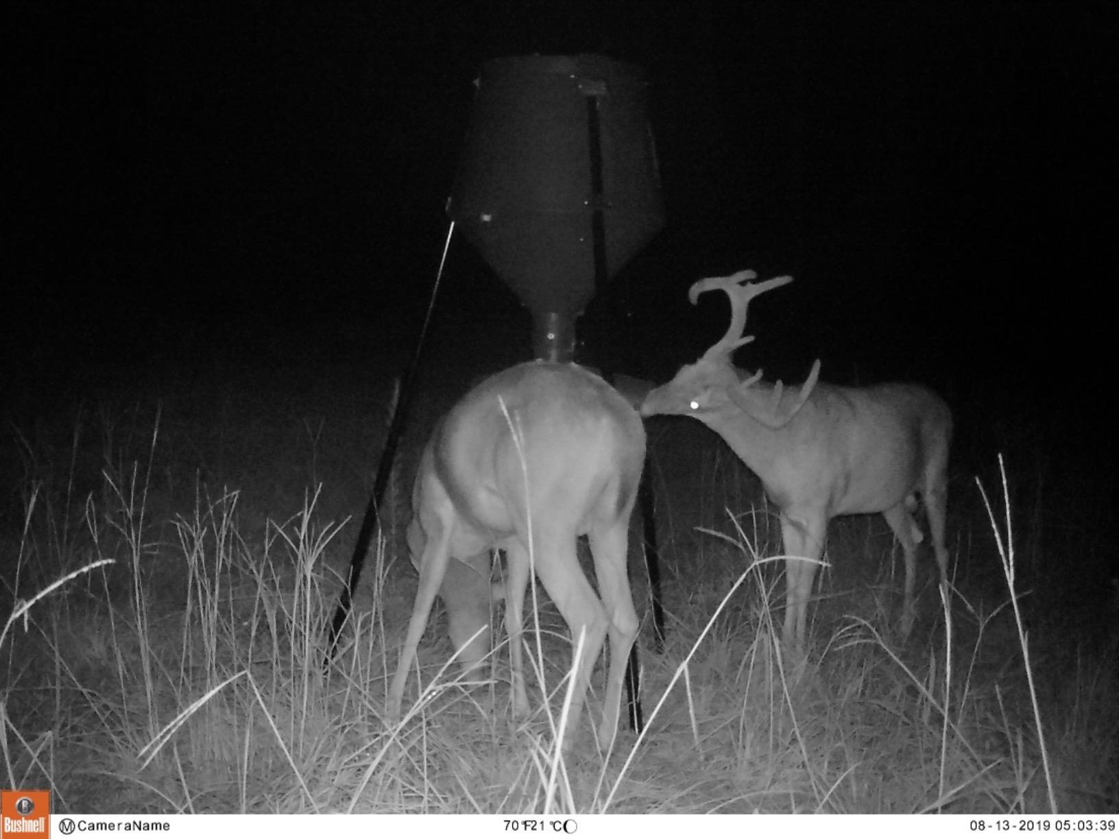 Boss Buck Gravity Deer Feeder for Game & Hunting, 200 lb Corn Capacity customer photo 2