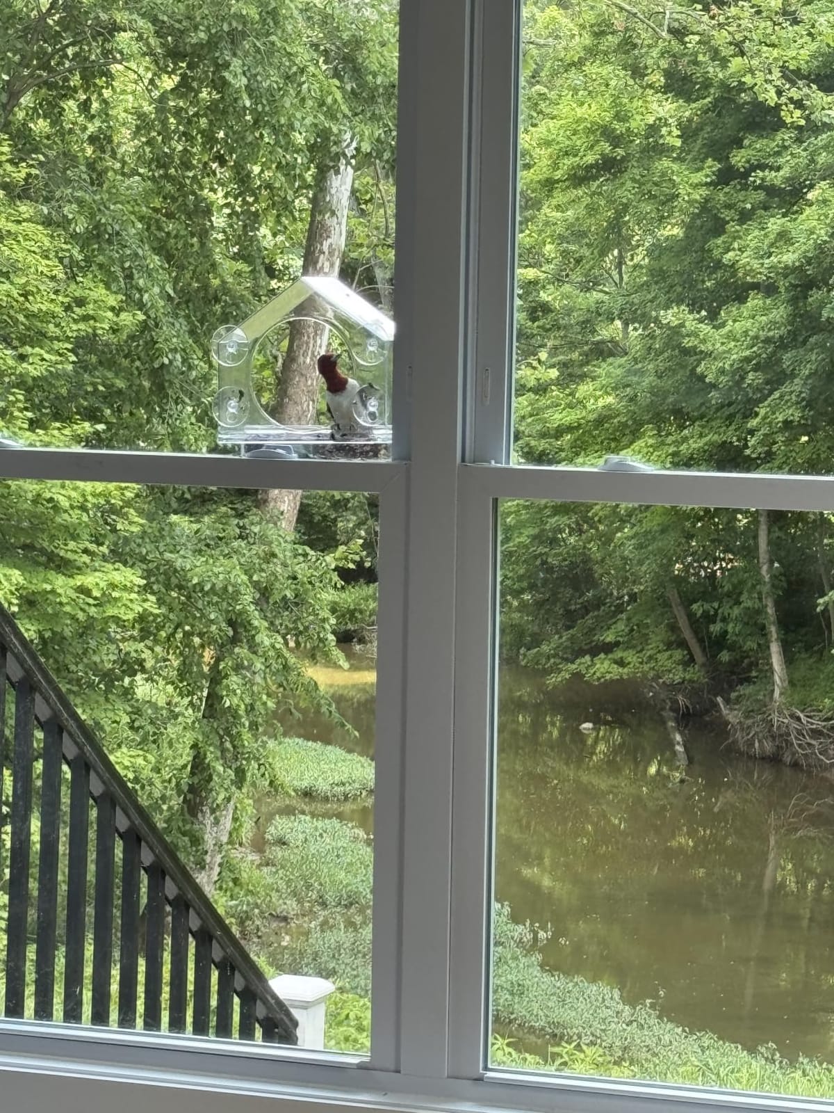 Window Bird Feeder with Strong Suction Cups, Bird Feeders for Outdoors | leak proof with sealing gasket included, bee and wasp proof flowers, large nectar capacity, refills without unmounting customer photo 2