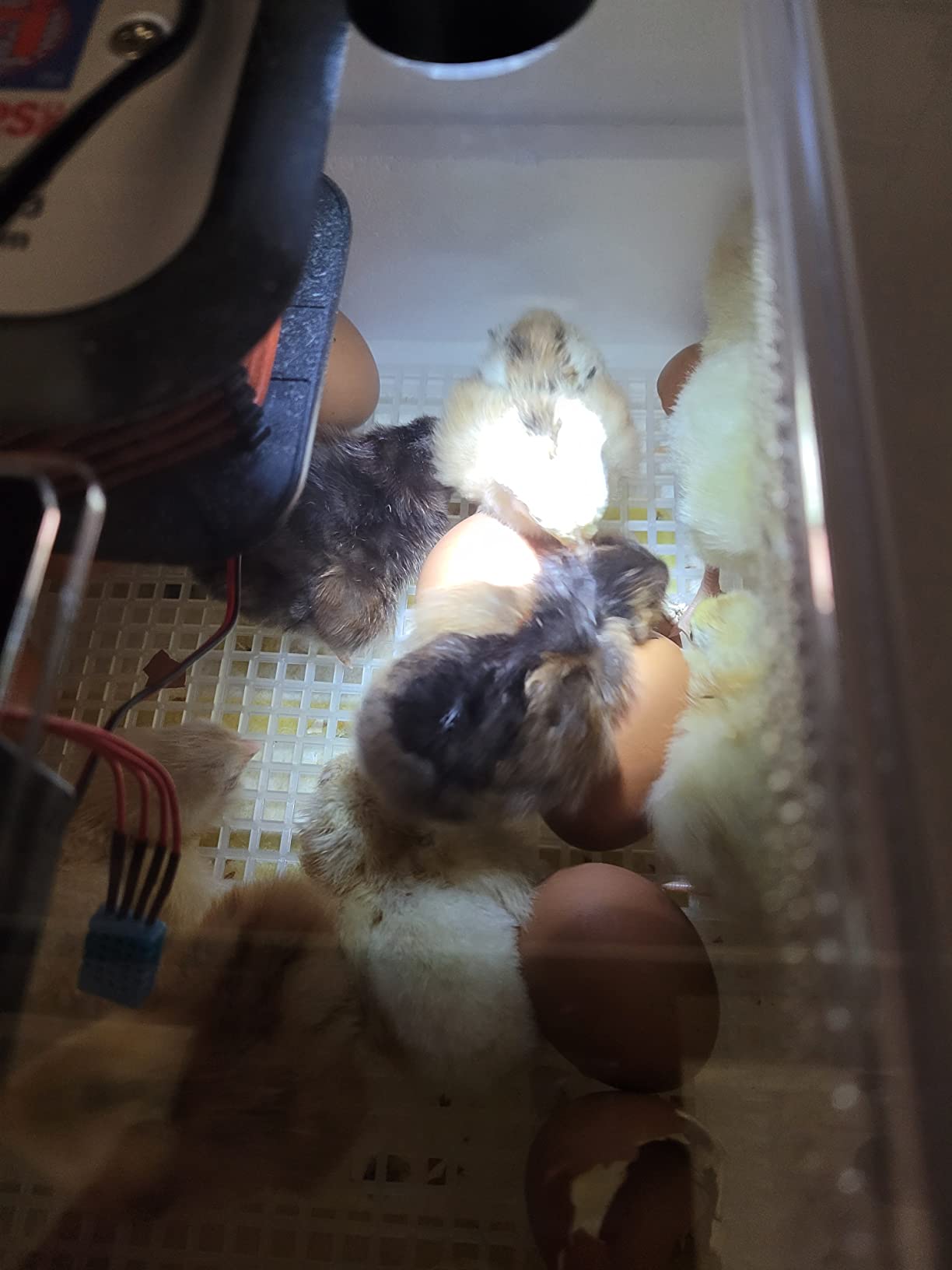 Farm Innovators 41 Egg Digital Circulated Air Incubator, Auto Turner, White customer photo 1