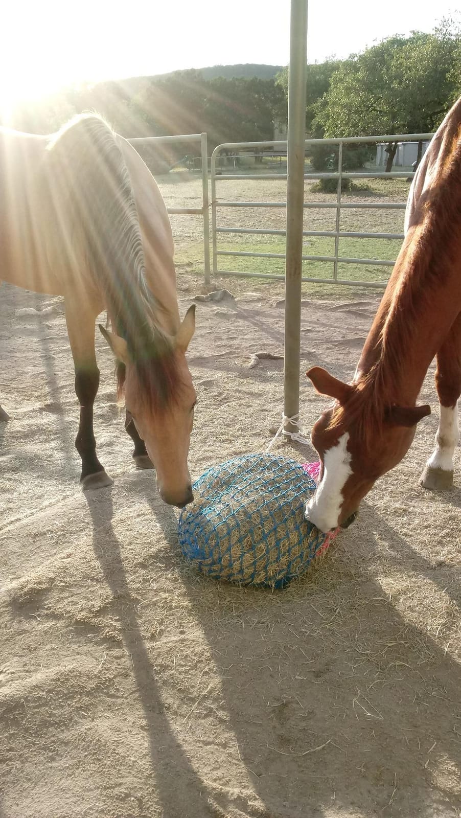 Weaver Equine Slow Feed Hay Net, 36” Small Hole Synthetic Rope Horse Hay Feeder for Slower Feeding, Ideal Horse Hay Net for Horse or Goat Shows customer photo 1