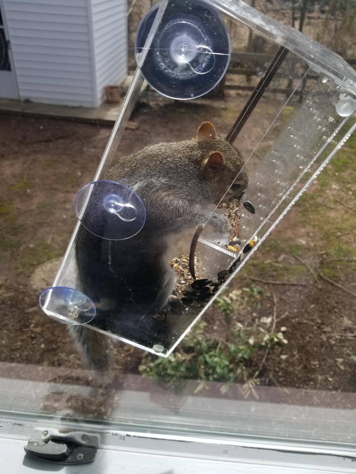 Window Bird Feeder by Nature's Hangout - No Assembly, Strong Suction Cups customer photo 1