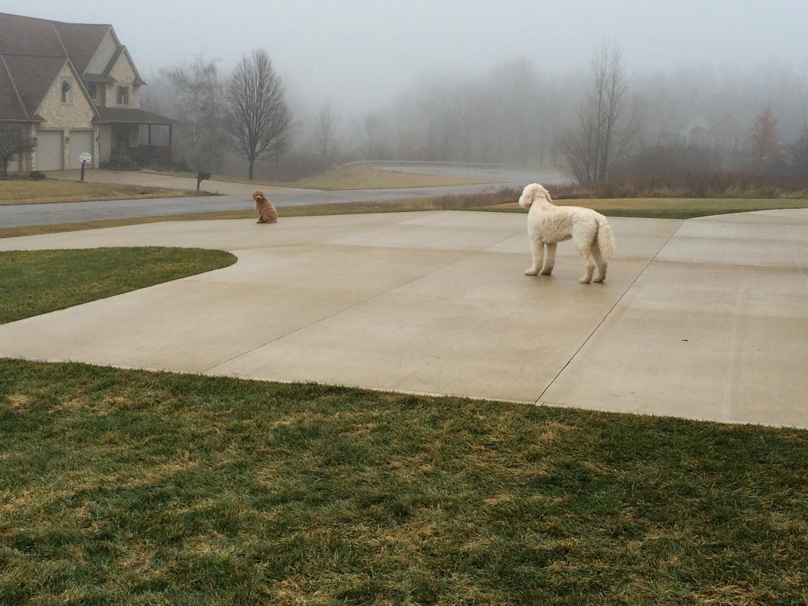 Underground Electric Dog Fence Kit, Standard, 2-Dog, 1500 ft customer photo 2