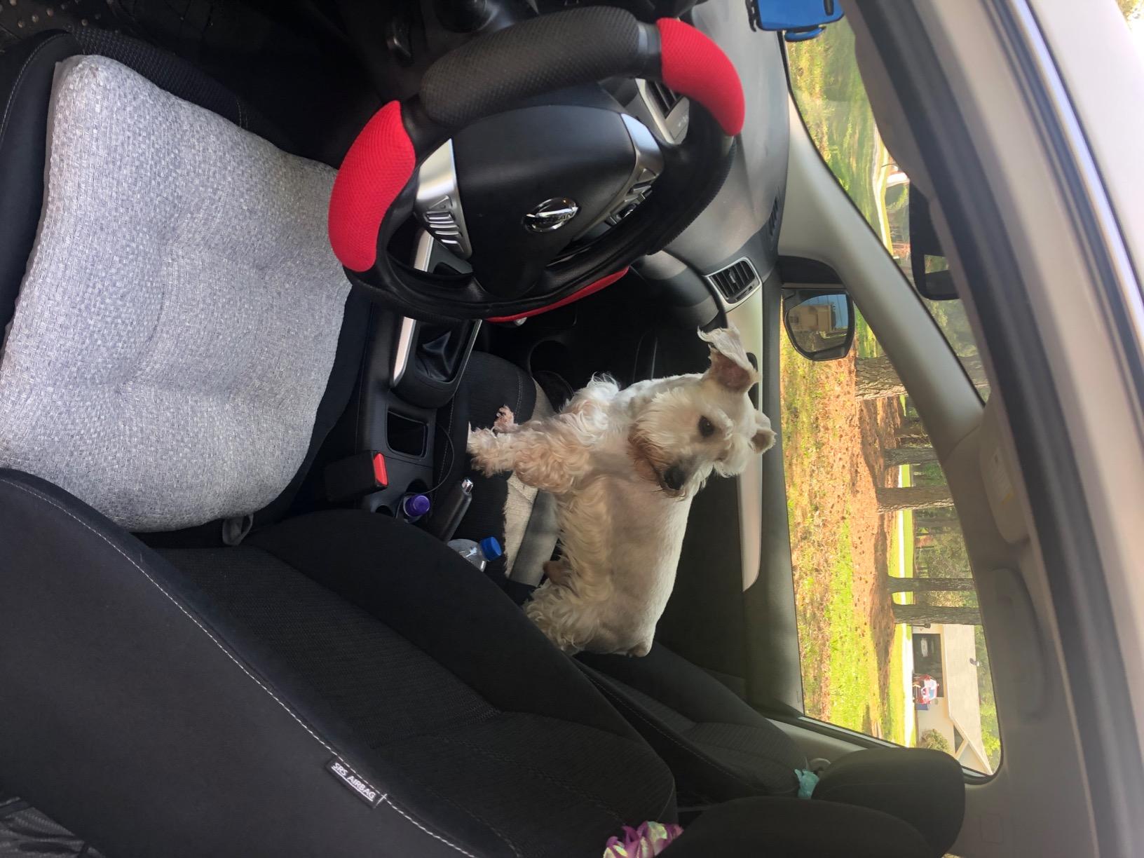Steering Wheel Cover -Odorless, Cooler Hands in Summer, Warmer Hands in Winter (Black) customer photo 1