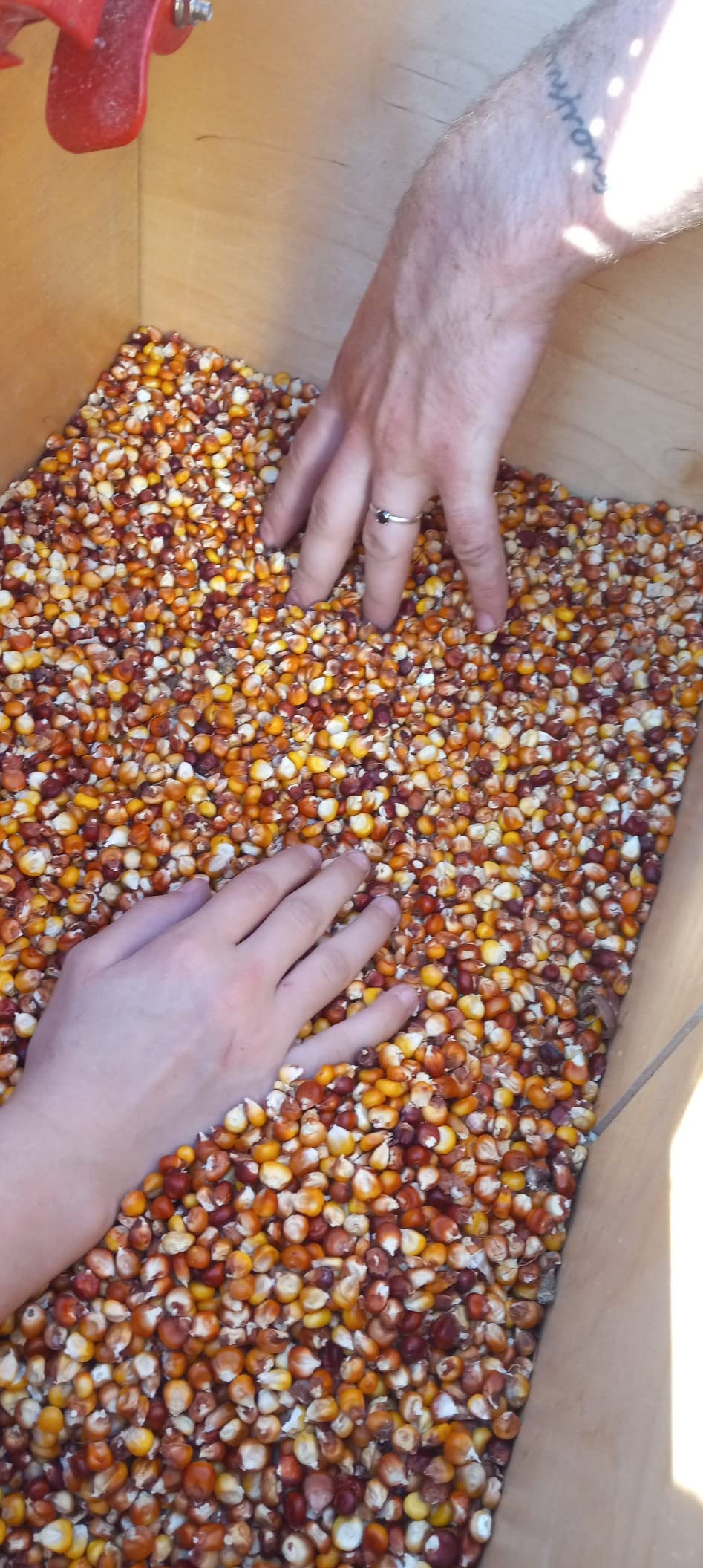 Maximizer Corn Sheller (Red), Manual Hand Crank Thresher, Walnut Shucker/Huller … customer photo 1