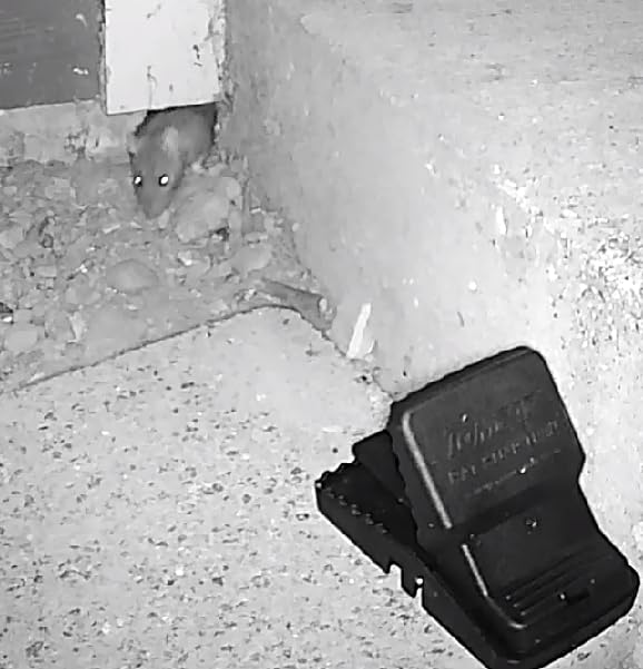 Tomcat Rat Snap Trap, 1 Rat Size Trap customer photo 1