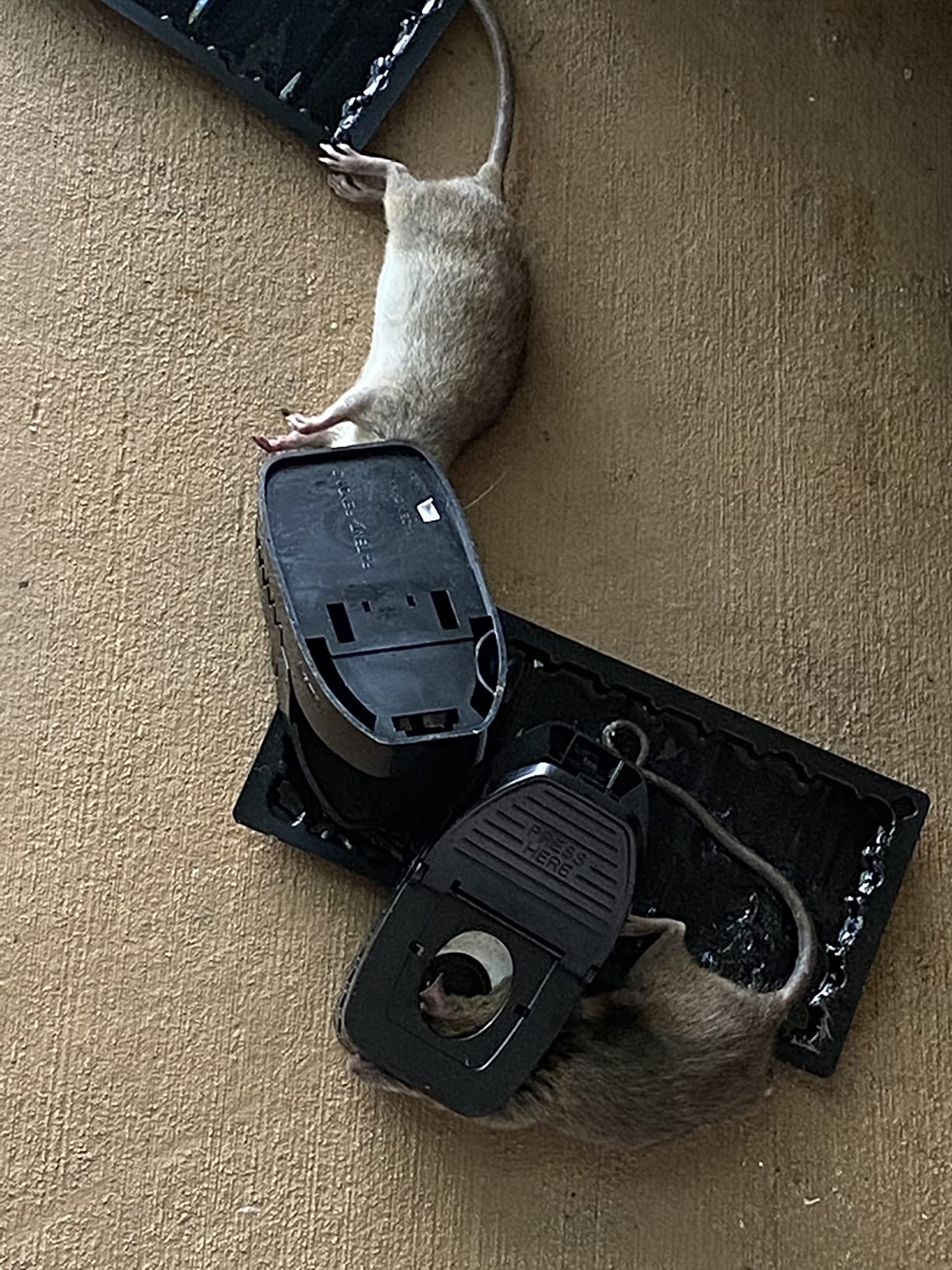 Tomcat Rat Snap Trap, 1 Rat Size Trap customer photo 2