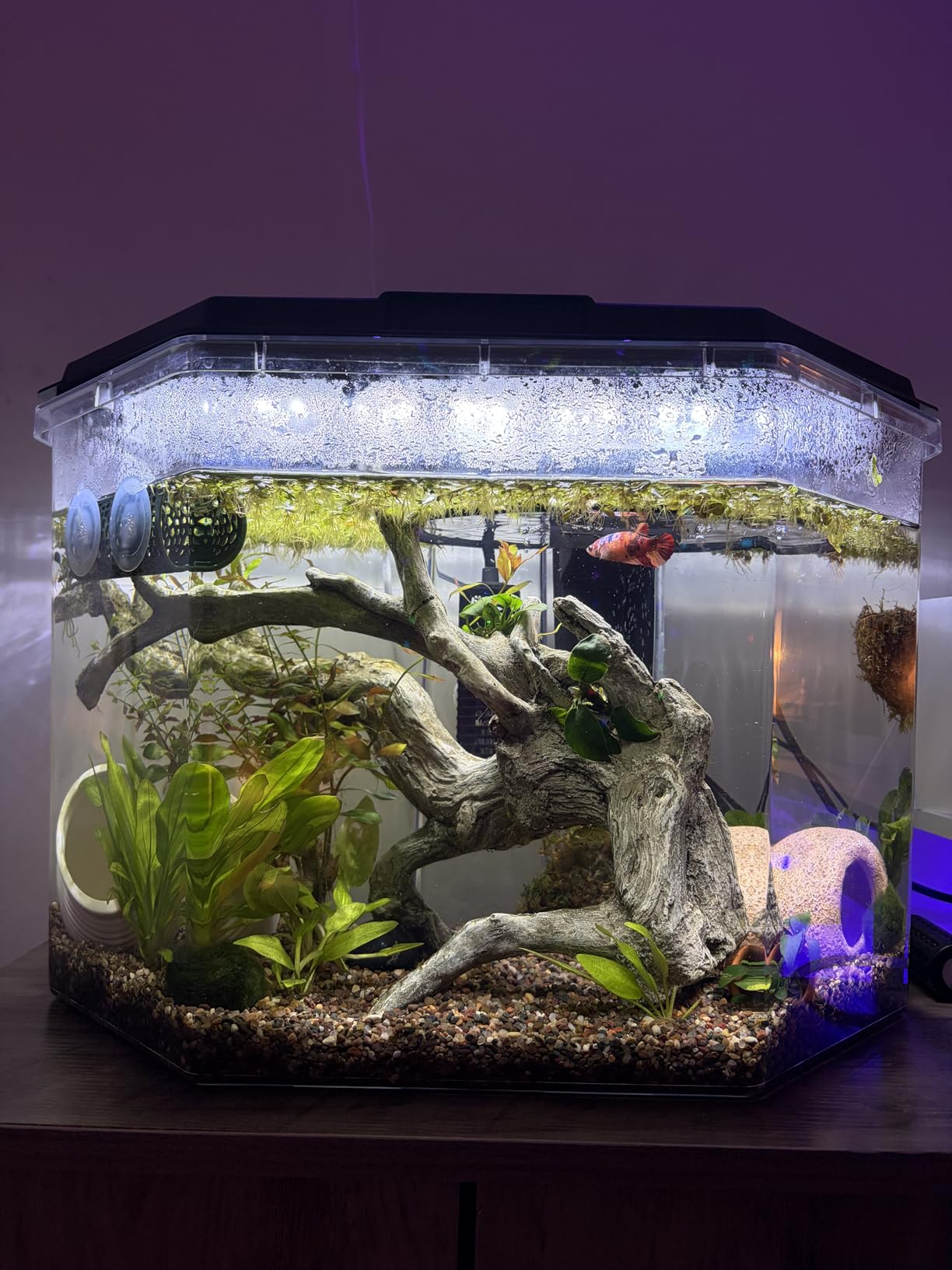 Koller Products 6.5-Gallon Aquarium Kit with Power Filter and LED Lighting, (AP650) customer photo 2