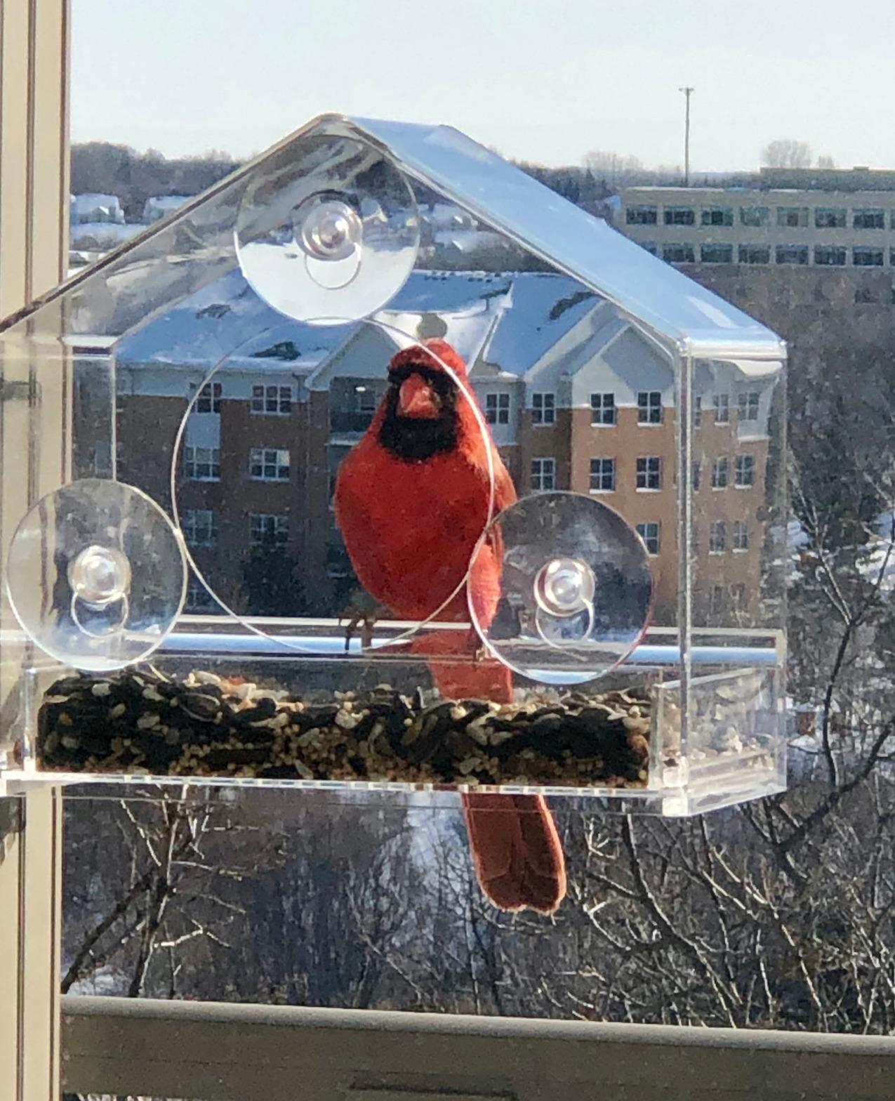 Nature Gear Window Bird Feeder with Strong Suction Cups, Clear Acrylic Window Mounted Bird Feeder, Removable Sliding Tray, Weather-Resistant, Durable, Squirrel-Resistant, House Style customer photo 1