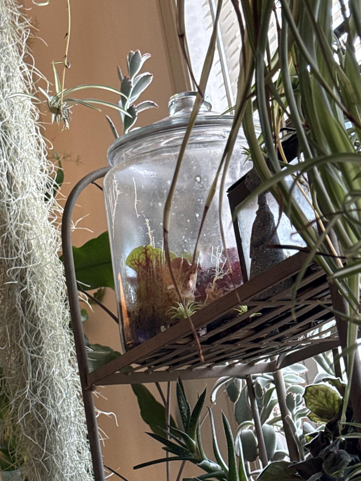 Anchor Hocking Heritage Hill 1 Gallon Glass Jar with Lid, Set of 2 customer photo 1