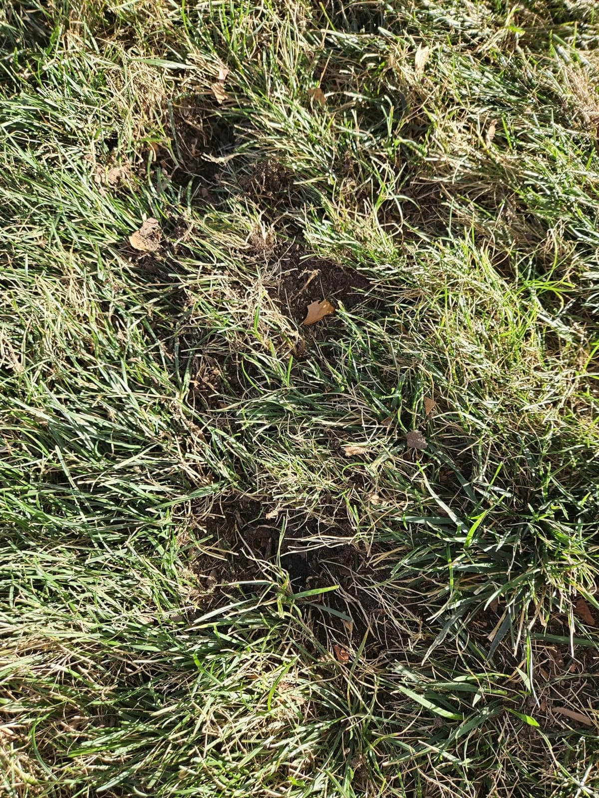 I Must Garden Mole & Vole Repellent: Professional Strength - Natural - 10lb customer photo 1