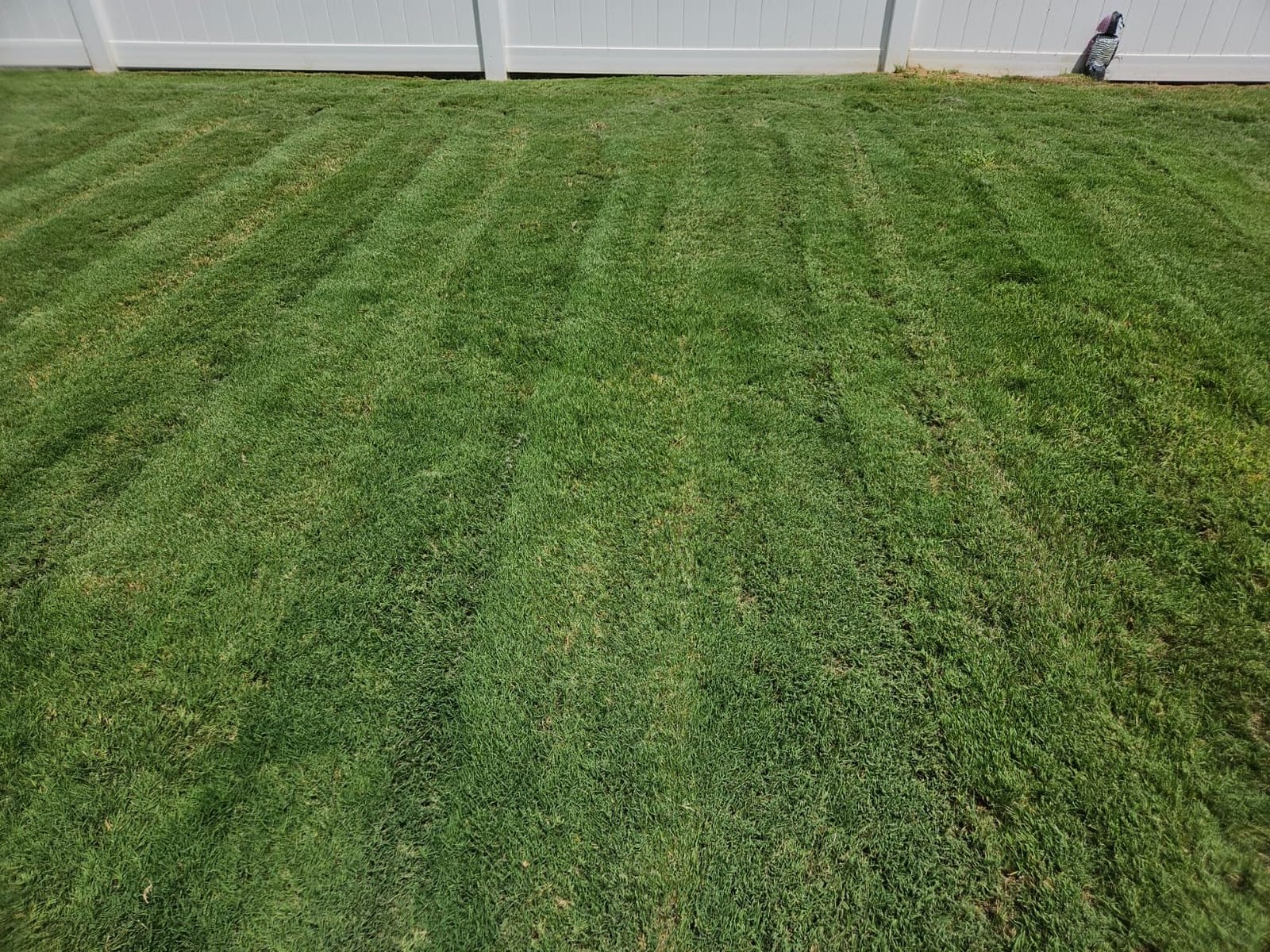 I Must Garden Mole & Vole Repellent: Professional Strength - Natural - 10lb customer photo 2