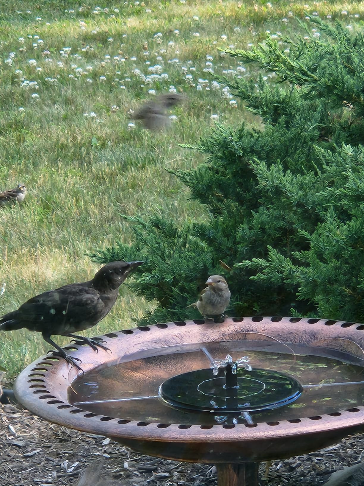 Best Choice Products 28in Pedestal Bird Bath, Vintage Outdoor Resin Accent Decoration w/Fleur-de-Lis Accents - Green customer photo 1