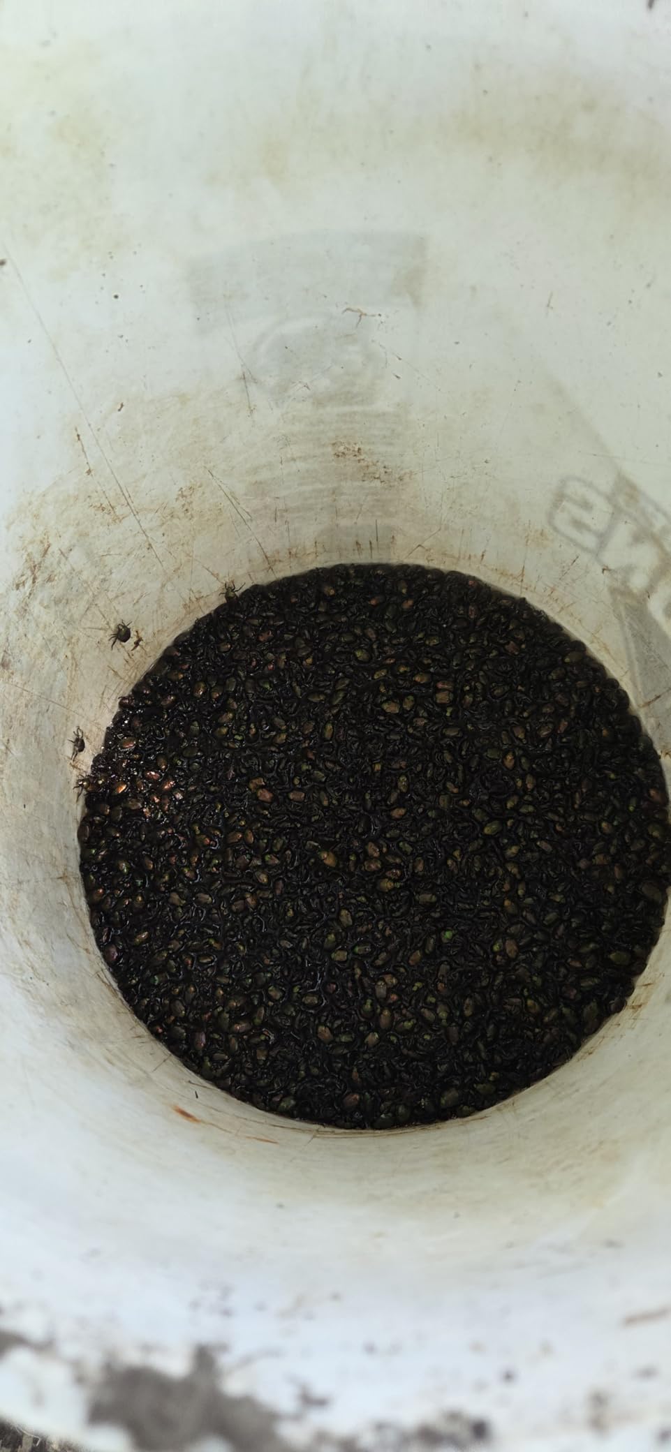 Spectracide Bag-A-Bug Japanese Beetle Trap 2, Traps Japanese Beetles, Protects Your Yard, 2 Count customer photo 2