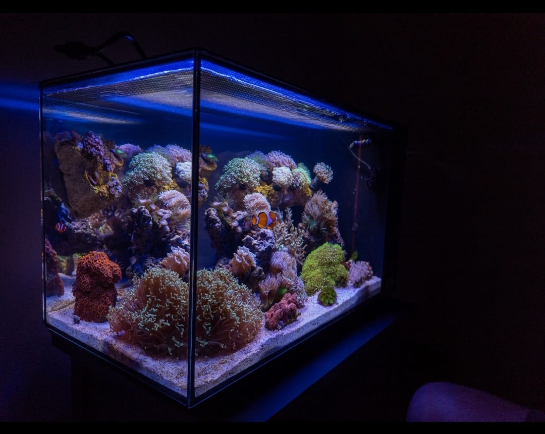 Fluval Evo XII Saltwater Aquarium Kit, 13.5 Gal. customer photo 1
