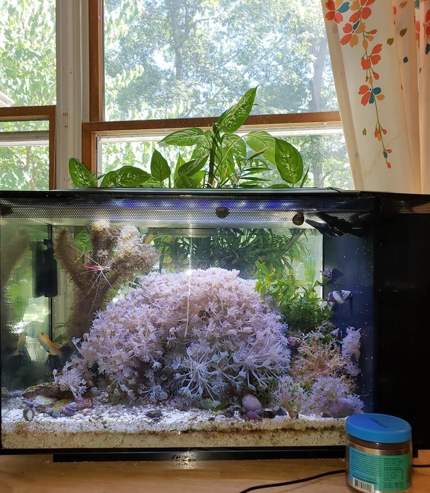 Fluval Evo XII Saltwater Aquarium Kit, 13.5 Gal. customer photo 2