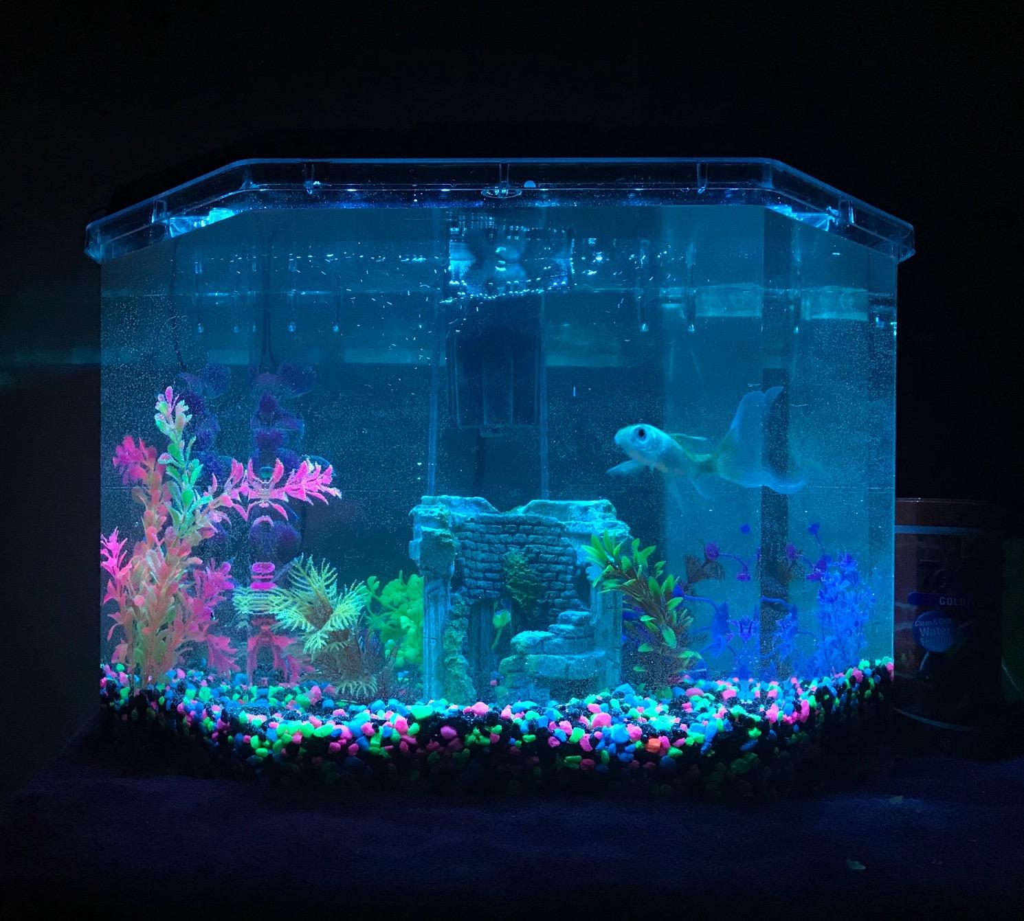 Koller Products Plastic 3-Gallon Aquarium Starter Kit with 4 Colors LED Lighting and Complete Filtration, Ideal for a Variety of Tropical Fish, Betta Fish, Tropical Fish, Cichlids, Ornamental Shrimp customer photo 1