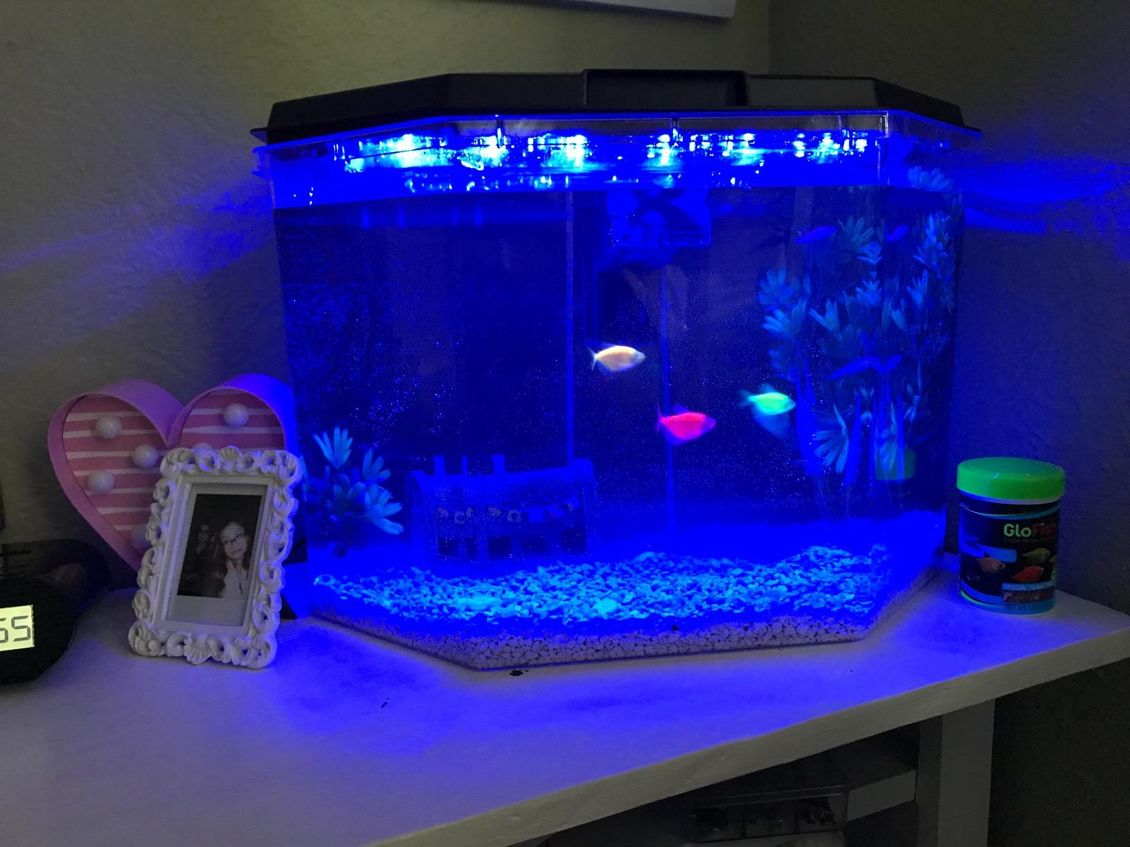 Koller Products Plastic 3-Gallon Aquarium Starter Kit with 4 Colors LED Lighting and Complete Filtration, Ideal for a Variety of Tropical Fish, Betta Fish, Tropical Fish, Cichlids, Ornamental Shrimp customer photo 2