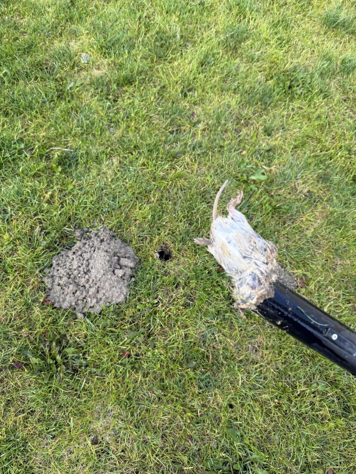 GopherHawk® Single Trap for Gophers and Moles, 1 GH-TRP customer photo 2
