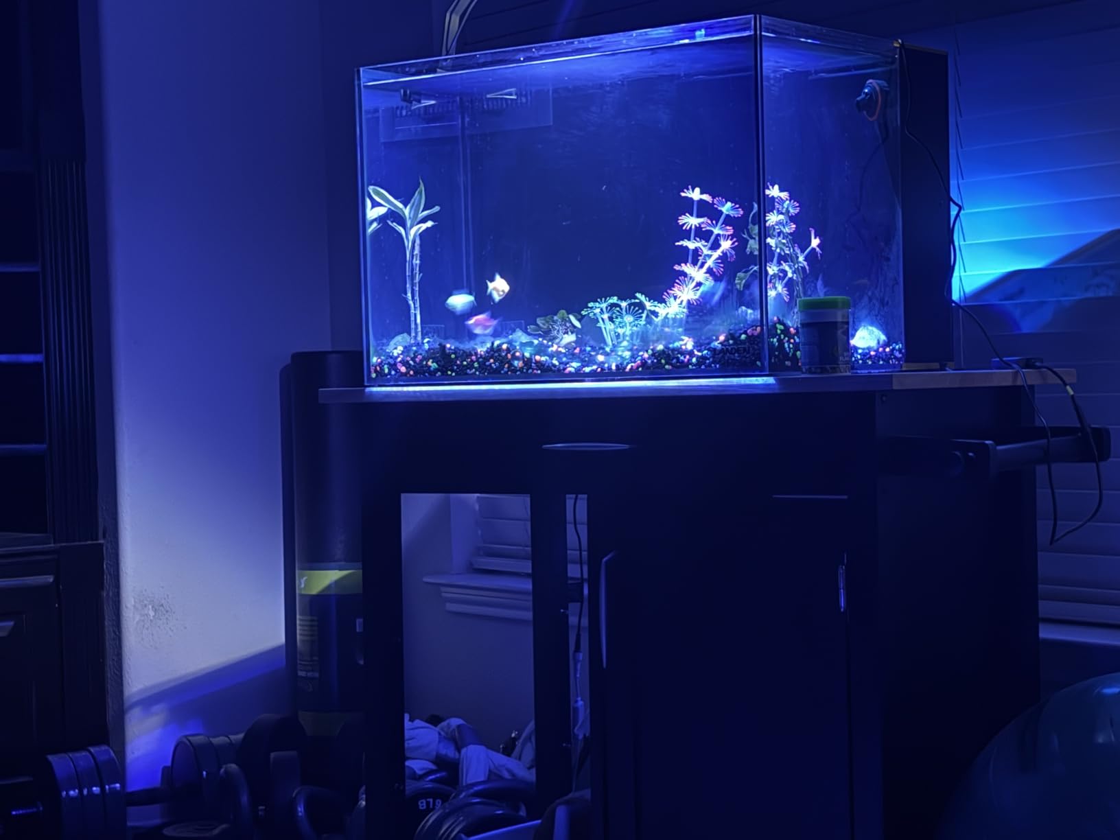 LANDEN EzFlux 60 Rimless 26 Gallon Rear Filtration Tank, Pump Included customer photo 2