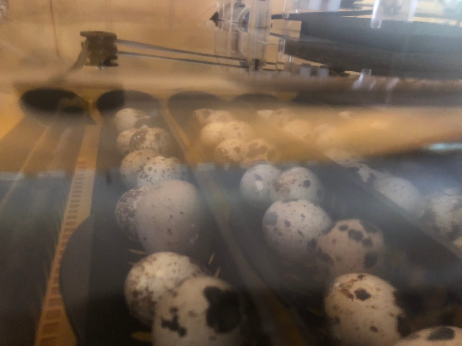 Brinsea Ovation 56 EX Egg Incubator, Automatic Turning & Humidity Control customer photo 2