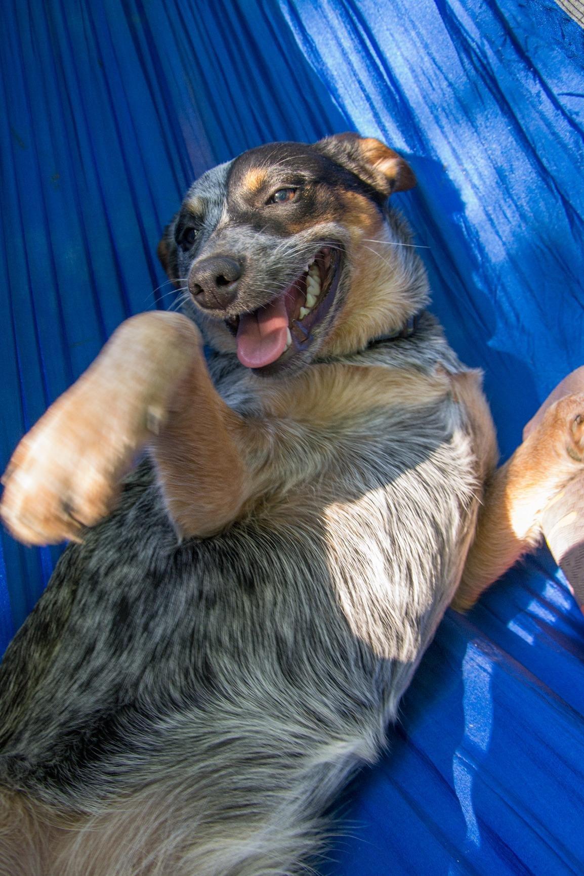 Double Hammock by Bear Butt customer photo 2