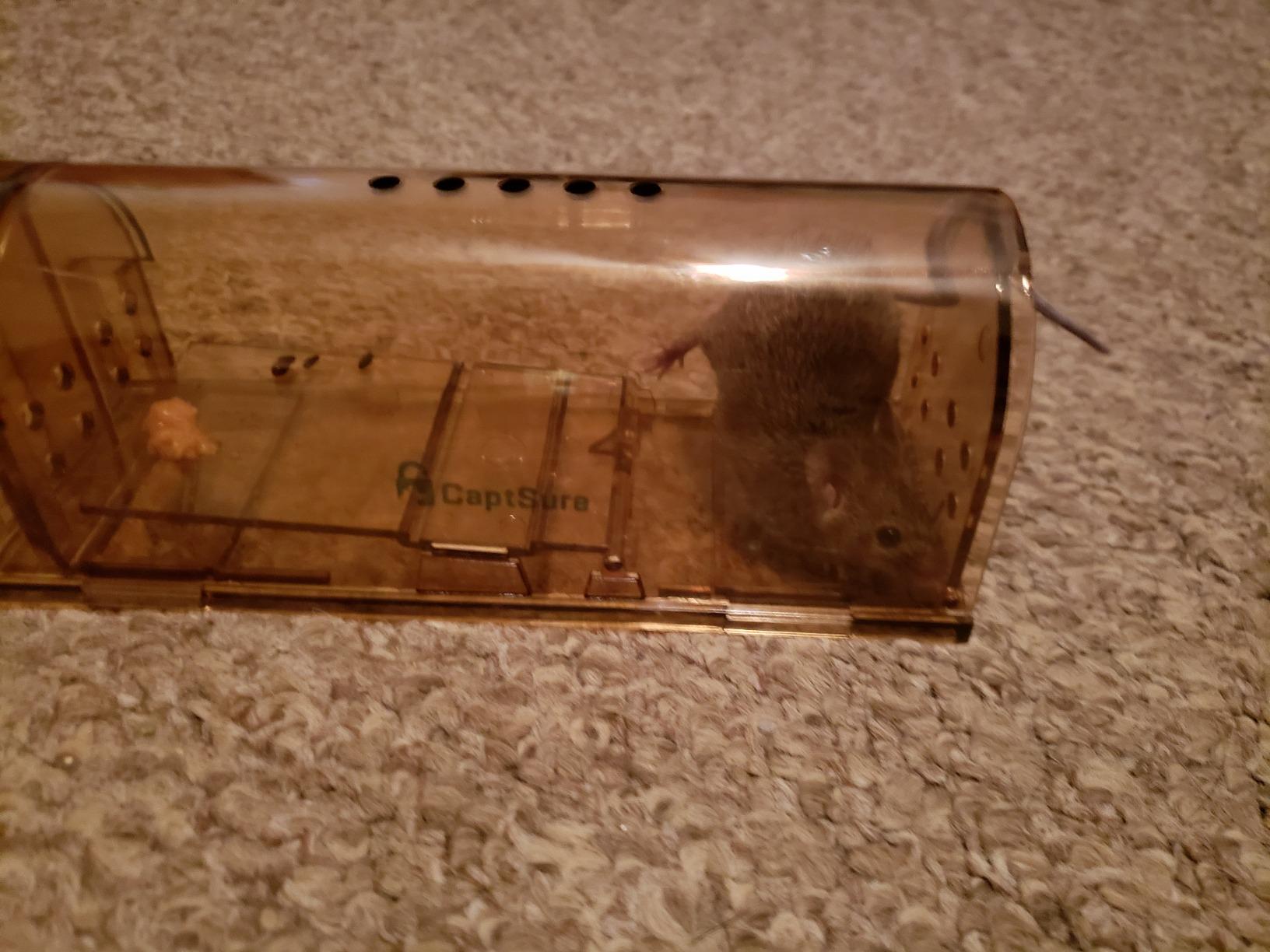 CaptSure™ 2-Pack Humane Mouse Traps Indoor for Home - Small Live Mouse Trap Catch and Release, Mice Traps for House Indoor & Outdoor - Reusable Catcher & No Kill Traps for Rodent/Voles customer photo 1