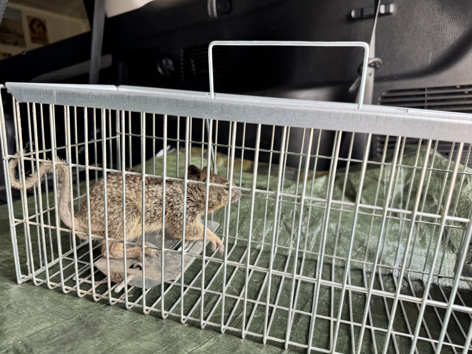 Faicuk Large Collapsible Humane Live Animal Cage Trap for Raccoon, Opossum, Stray Cat, Rabbit, Groundhog and Armadillo 32 x 11 x 13 Inch customer photo 1