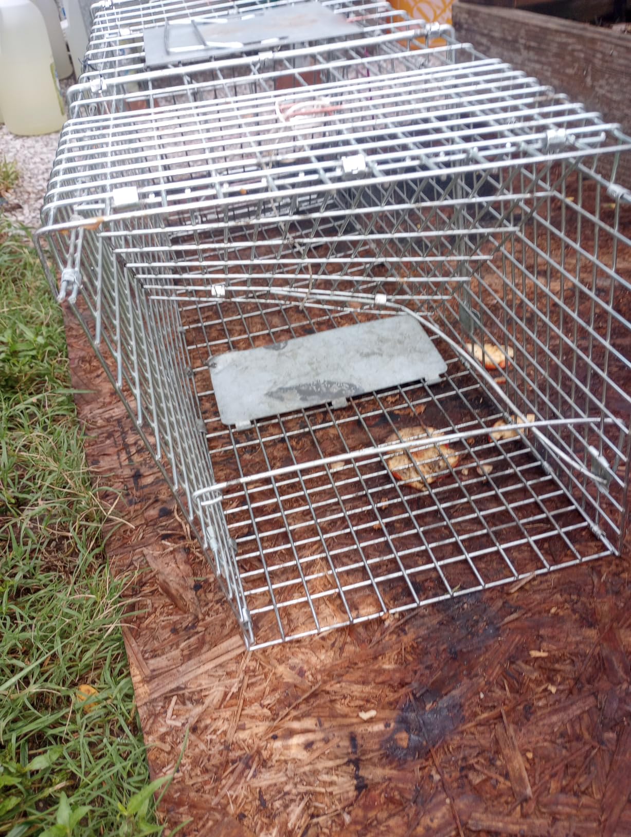 Faicuk Large Collapsible Humane Live Animal Cage Trap for Raccoon, Opossum, Stray Cat, Rabbit, Groundhog and Armadillo 32 x 11 x 13 Inch customer photo 2