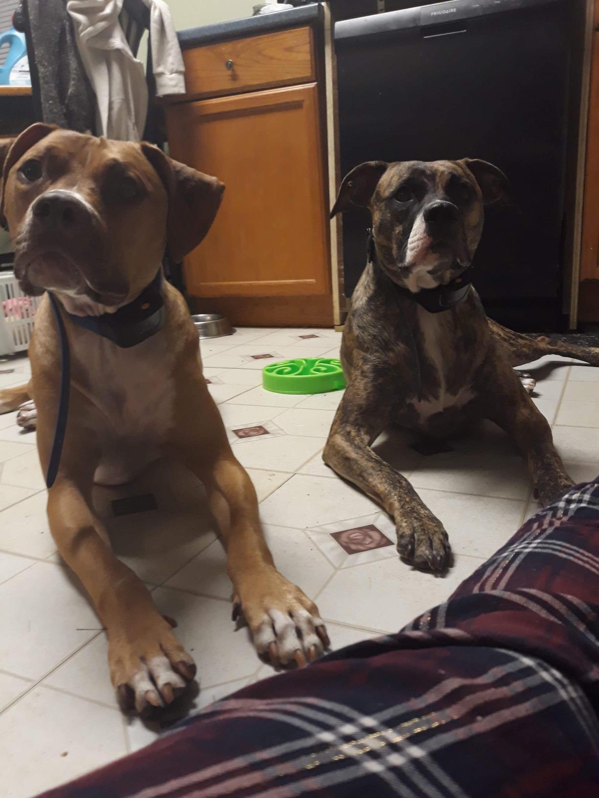 Dog Shock Collar with Remote Control for Dogs 10-140 LBS customer photo 2