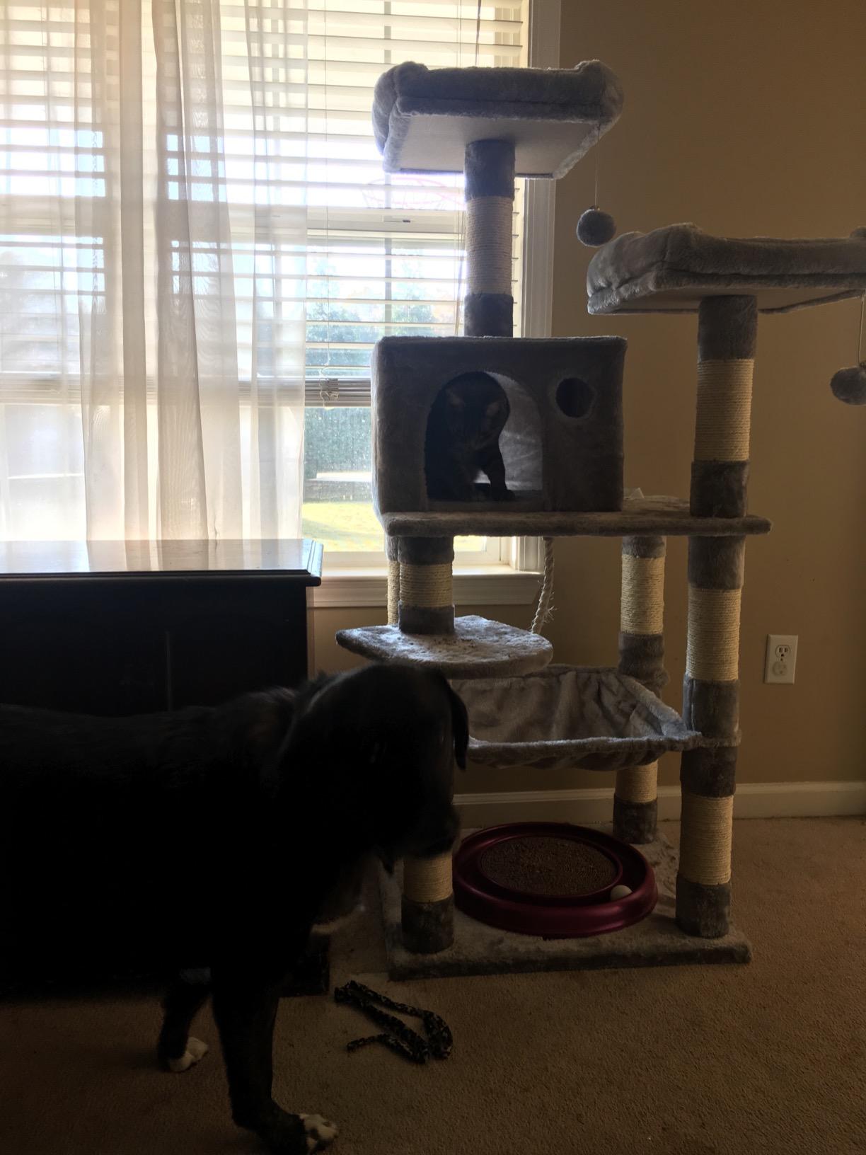 Feandrea Cat Tree, 55.8-Inch Large Cat Tower, Multi-Level Condo, Light Gray customer photo 1
