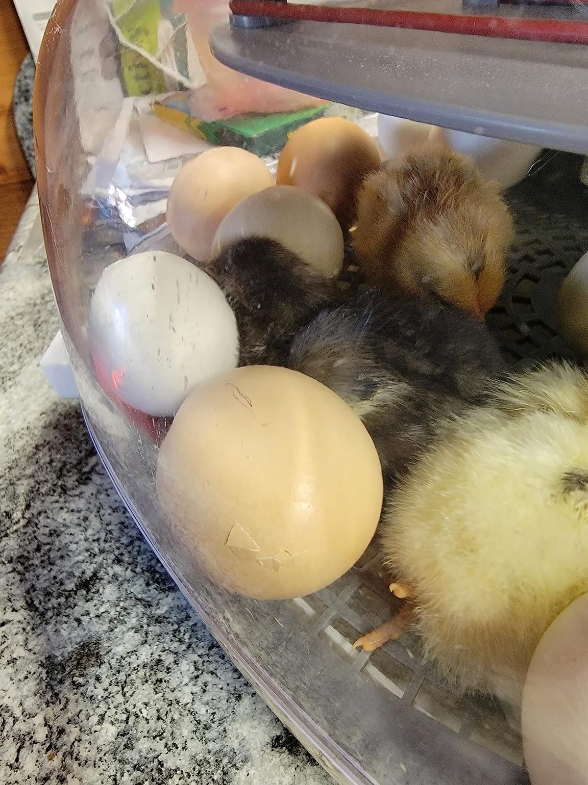 Harris Farms Nurture Right Egg Incubator with Auto Turner, Holds 22 Eggs customer photo 2