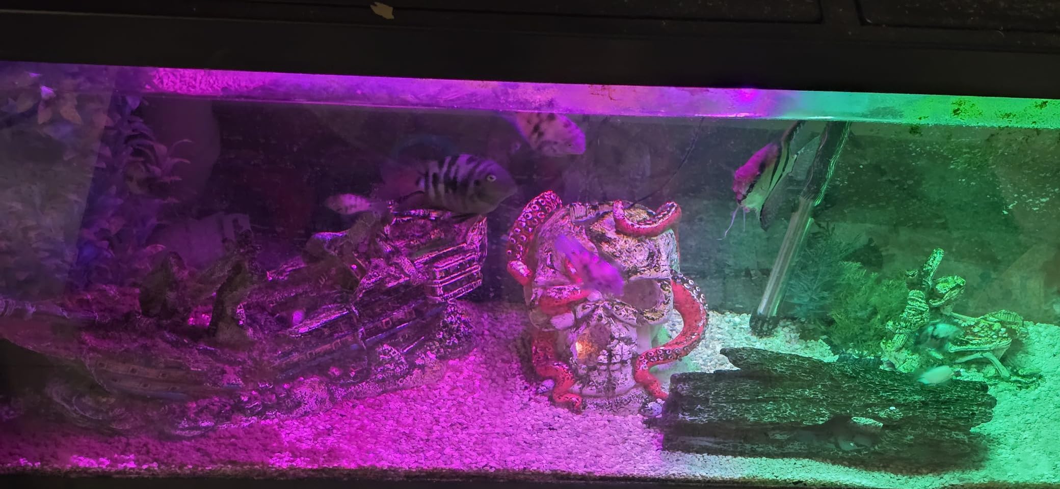 Tetra Complete with Plants 55 Gallon Fish Tank Kit, Freshwater & Saltwater customer photo 1