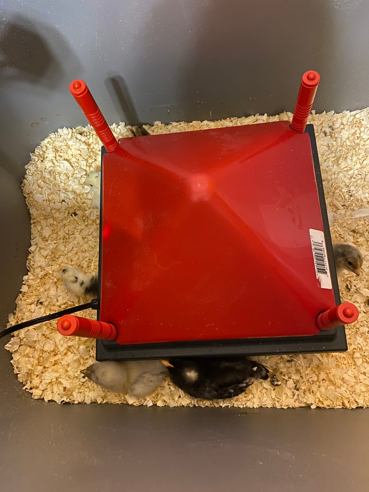 RentACoop 12x12” Adjustable Heating Plate with Foldable Anti-Roost Cone customer photo 2