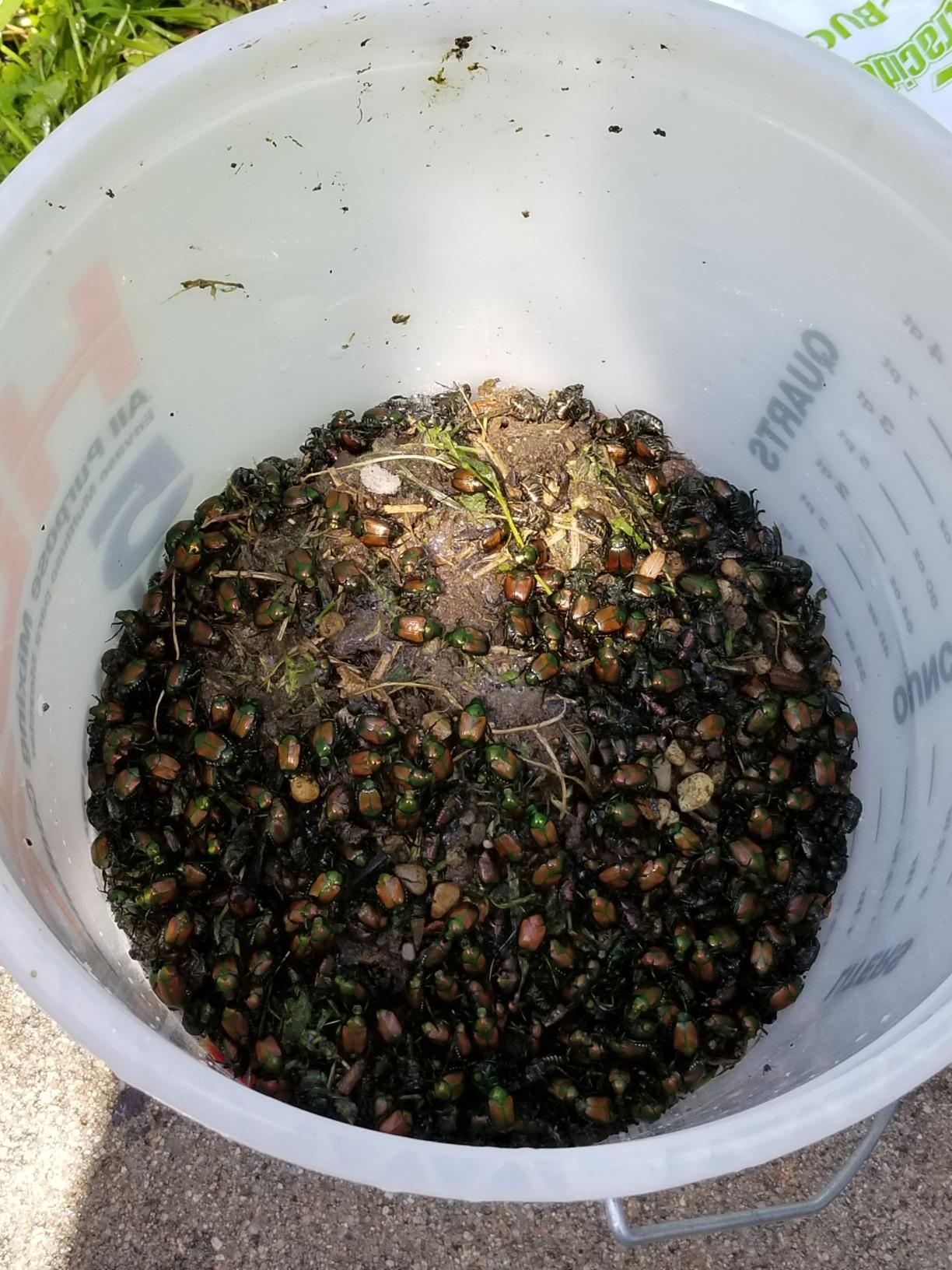 Spectracide Bag-A-Bug Japanese Beetle Trap2 2 Pack customer photo 1