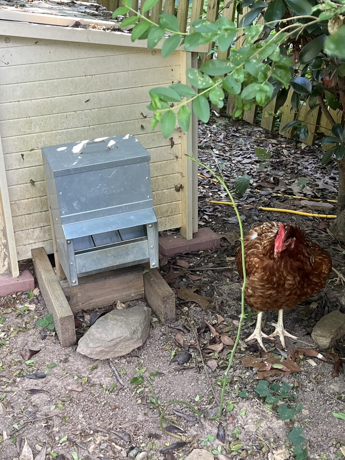 RentACoop 25lb Gravity-Fed Metal Trough Feeder with Lid & Rain Cover customer photo 1
