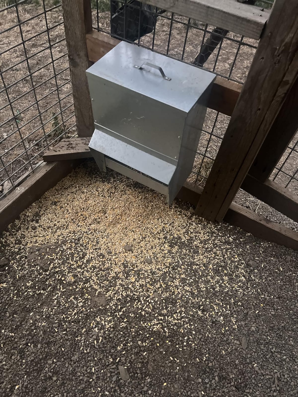 RentACoop 25lb Gravity-Fed Metal Trough Feeder with Lid & Rain Cover customer photo 2