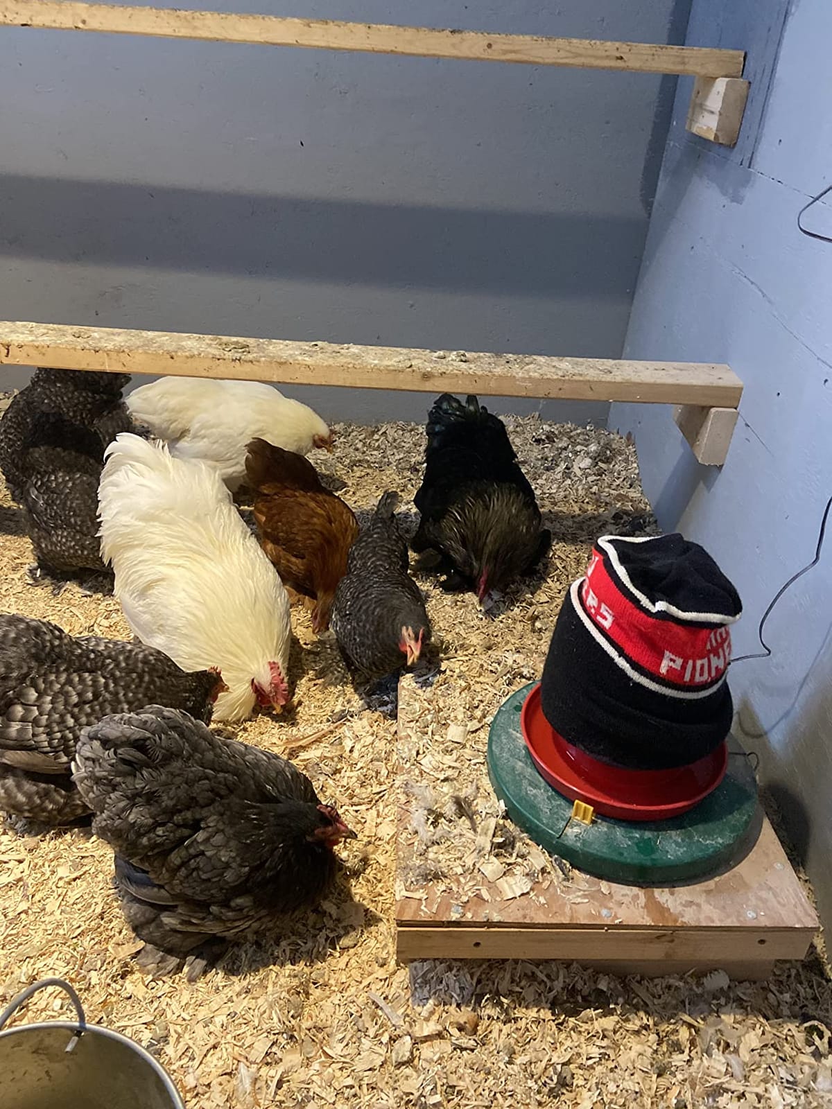 My Favorite Chicken Heated Poultry Waterer Base – 28W Electric Chicken Water Heater for Winter, Freeze-Proof to -20°F, Adjustable Heated Waterer Base for Chicken Waterers & Founts customer photo 2