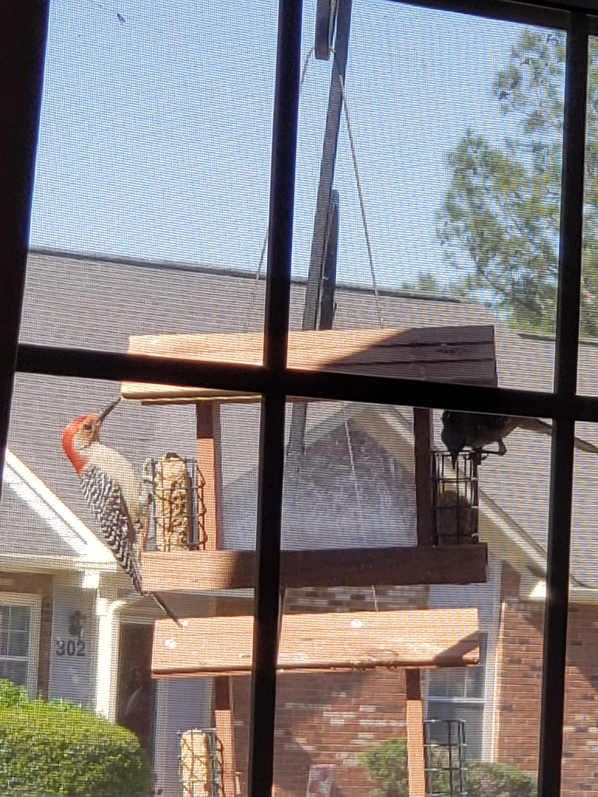 Solution4Patio US Cedar Hopper Bird Feeder for Outdoors Hanging, Handcrafted Wood Double Suet Cage & Clear View Windows, Squirrel-Proof Wild Bird Feeder for Cardinals, Finches, Chickadees customer photo 2