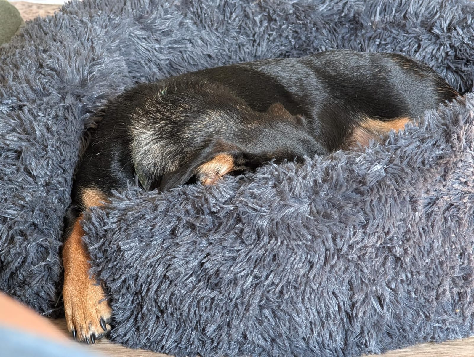 MIXJOY Orthopedic Dog Bed Comfortable Donut Cuddler Round Pet Beds Ultra Soft Washable Dog and Cat Cushion (20''/23''/30'') (23'', Brown) customer photo 2