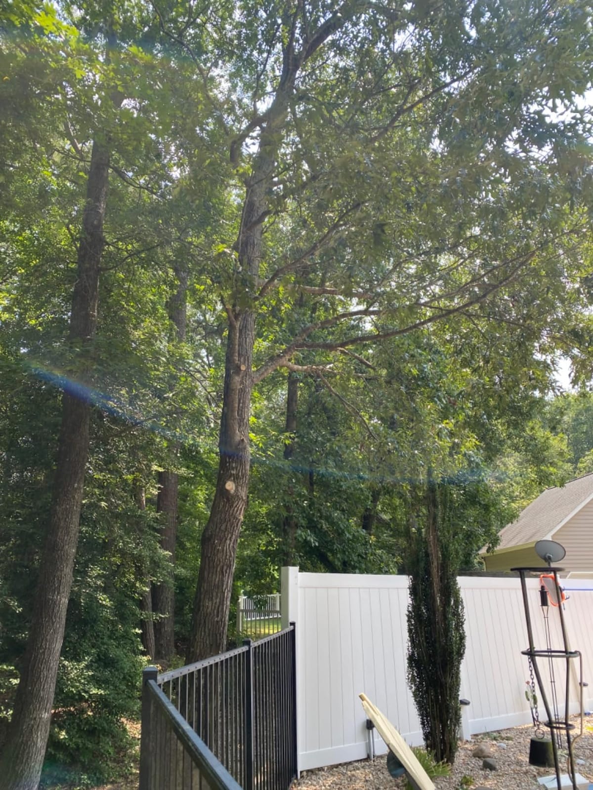 CRAFTSMAN V20 Cordless Pole Saw, 14-Foot, Battery and Charger Included, Pole Saws for Tree Trimming, Up to 325 Cuts per Charge, 4.0Ah, Electric Tree Trimmer (CMCCSP20M1) customer photo 1