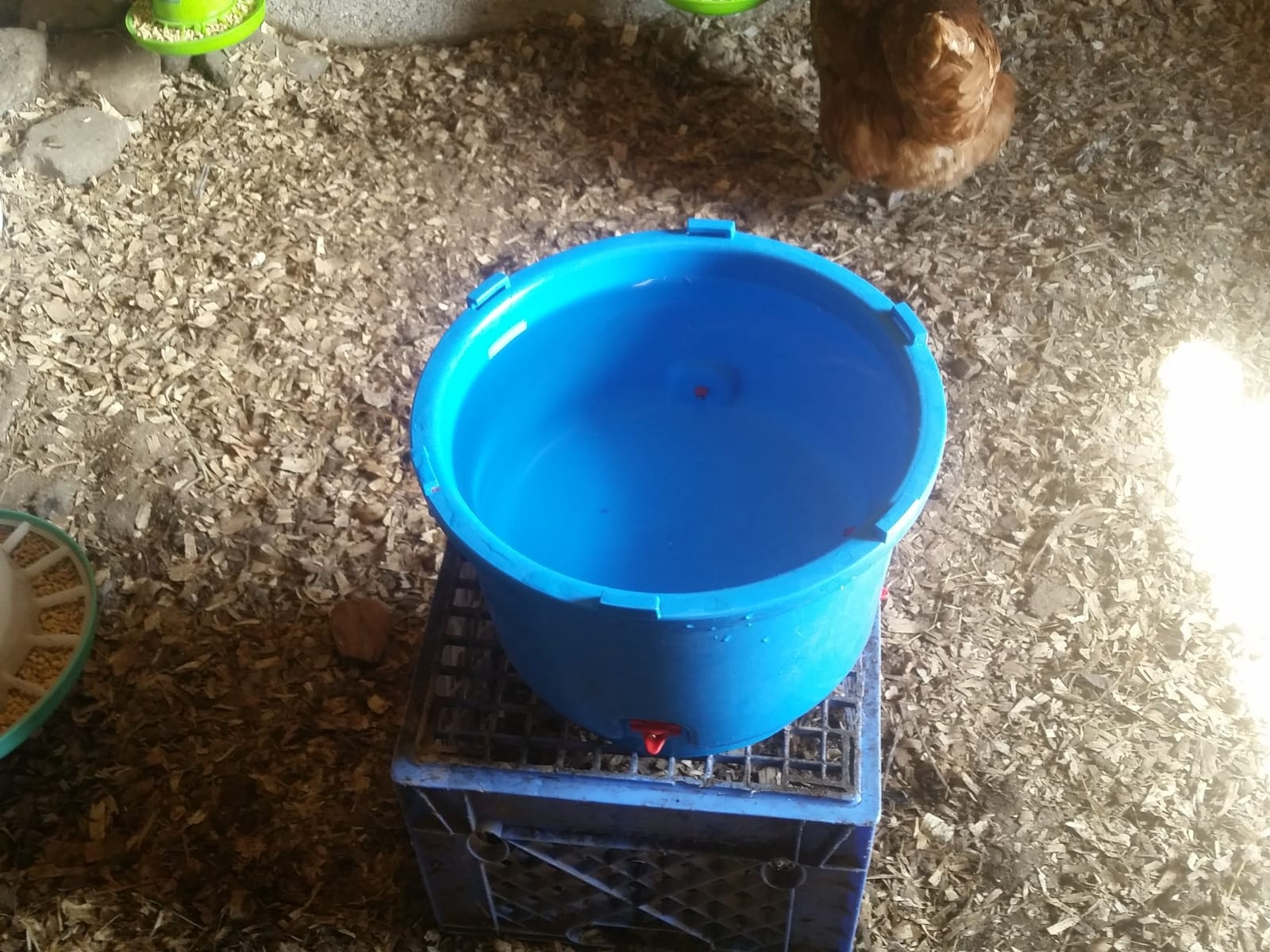 Premier 1 All-Season Heated Poultry Waterer for Chickens & Ducks – 3 Gallon customer photo 2