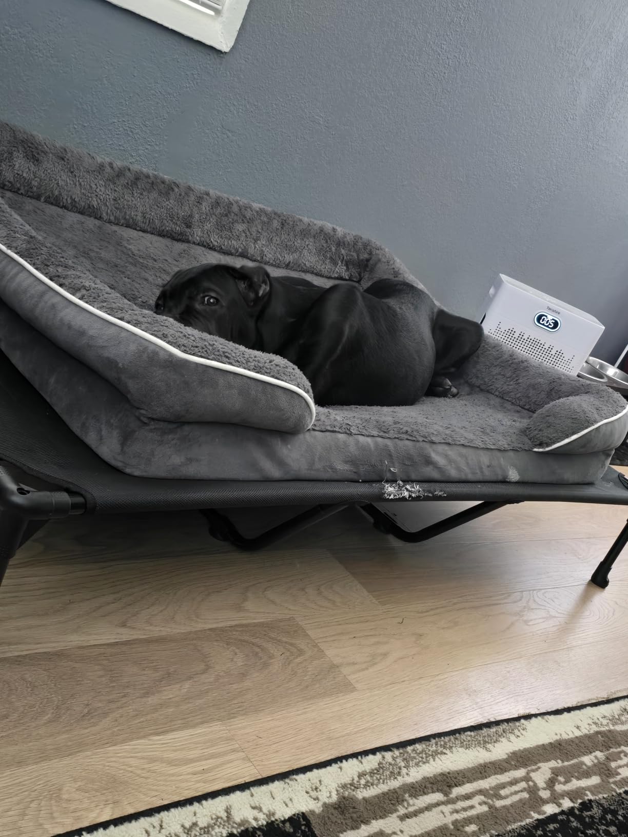 Veehoo Outdoor Elevated Dog Bed Large Sized Dogs, Cooling Raised Dog Cots customer photo 1