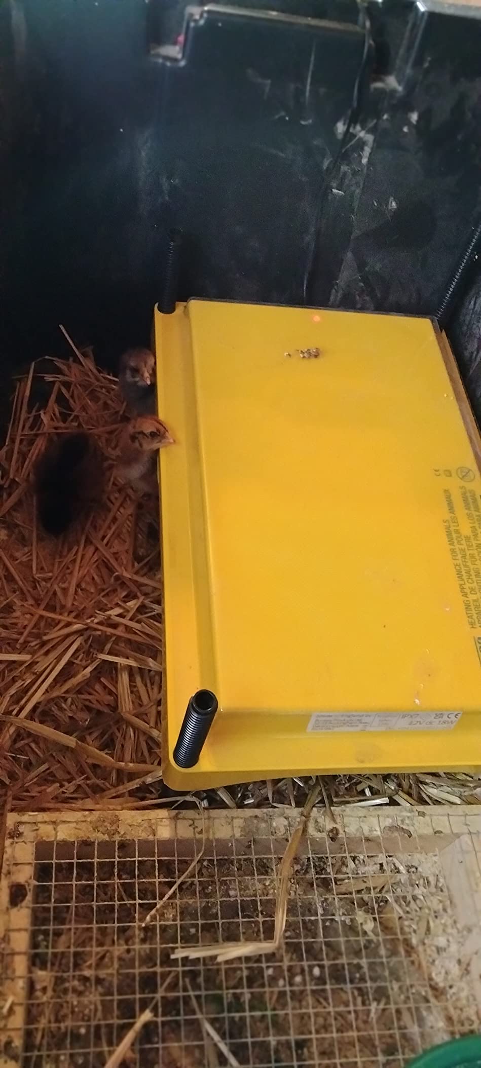 Brinsea Ecoglow Safety 600 Chick or Duckling Brooder, Up to 20 Chicks | 50+ years of trusted care! Height-adjustable 12W Brooder Plate delivers safe low voltage heat for natural stress-free growth customer photo 1